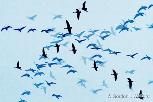 Geese In Flight Overlay_47887-92.jpg - Six shot composite blended with Hard LightCanada Geese (Branta canadensis) photographed near Ottawa, Ontario - the Capital of Canada.